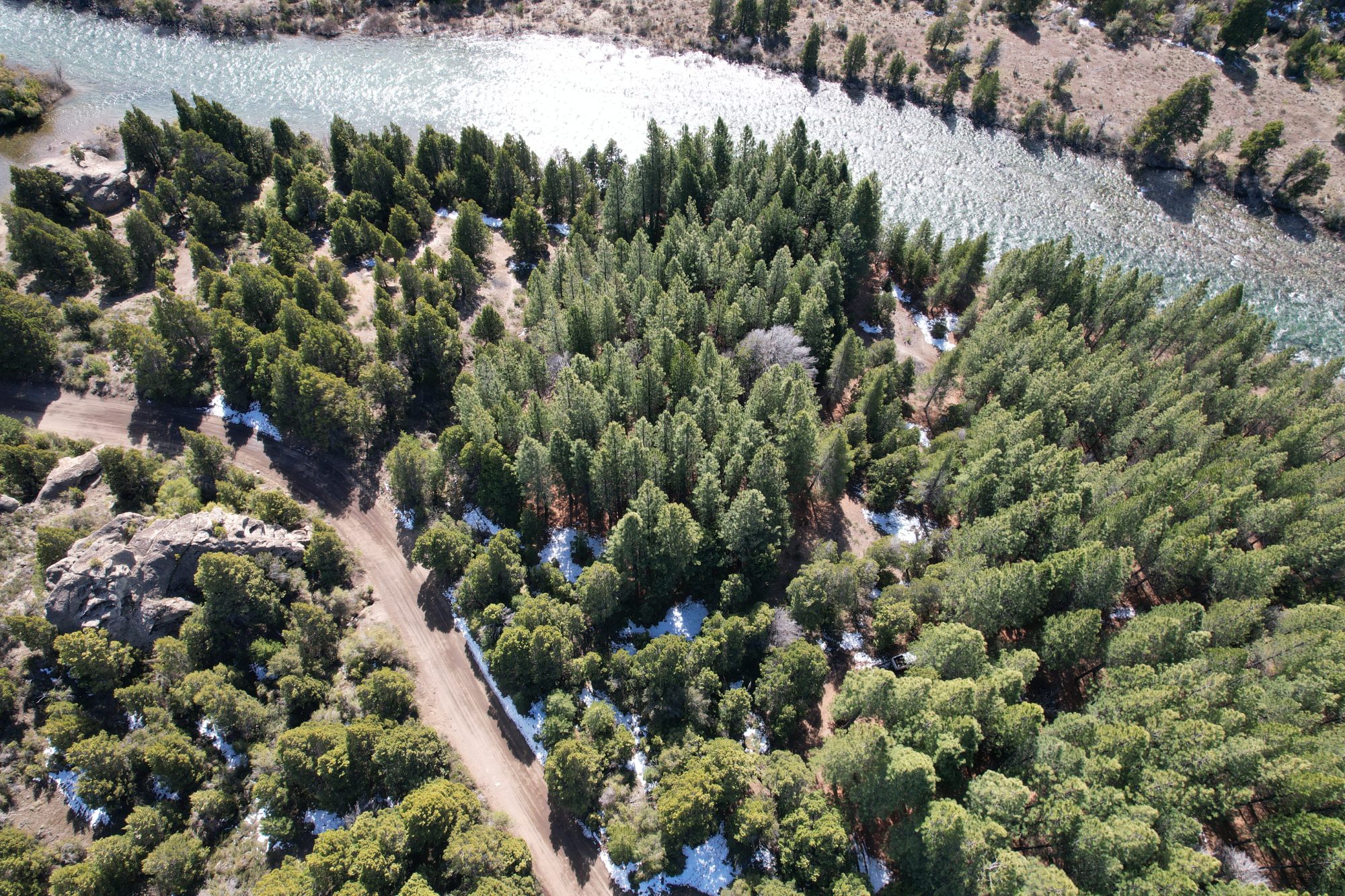 Bosque nativo